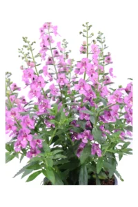 Angelonia Rosa v14 egarden.store online