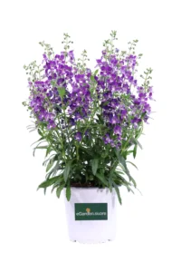 Angelonia Viola v14 egarden.store online