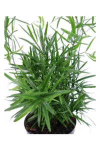 Asparagus Falcatus v12 egarden.store 2 Asparagus Falcatus v12 egarden.store online