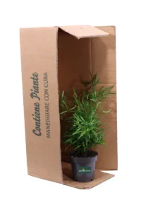 Asparagus Falcatus v12 egarden.store 3 Asparagus Falcatus v12 egarden.store online