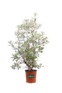 Banksia Integrifolia v16 egarden.store 1 Banksia Integrifolia v16 egarden.store online