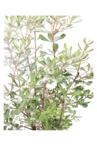 Banksia Integrifolia v16 egarden.store 2 Banksia Integrifolia v16 egarden.store online