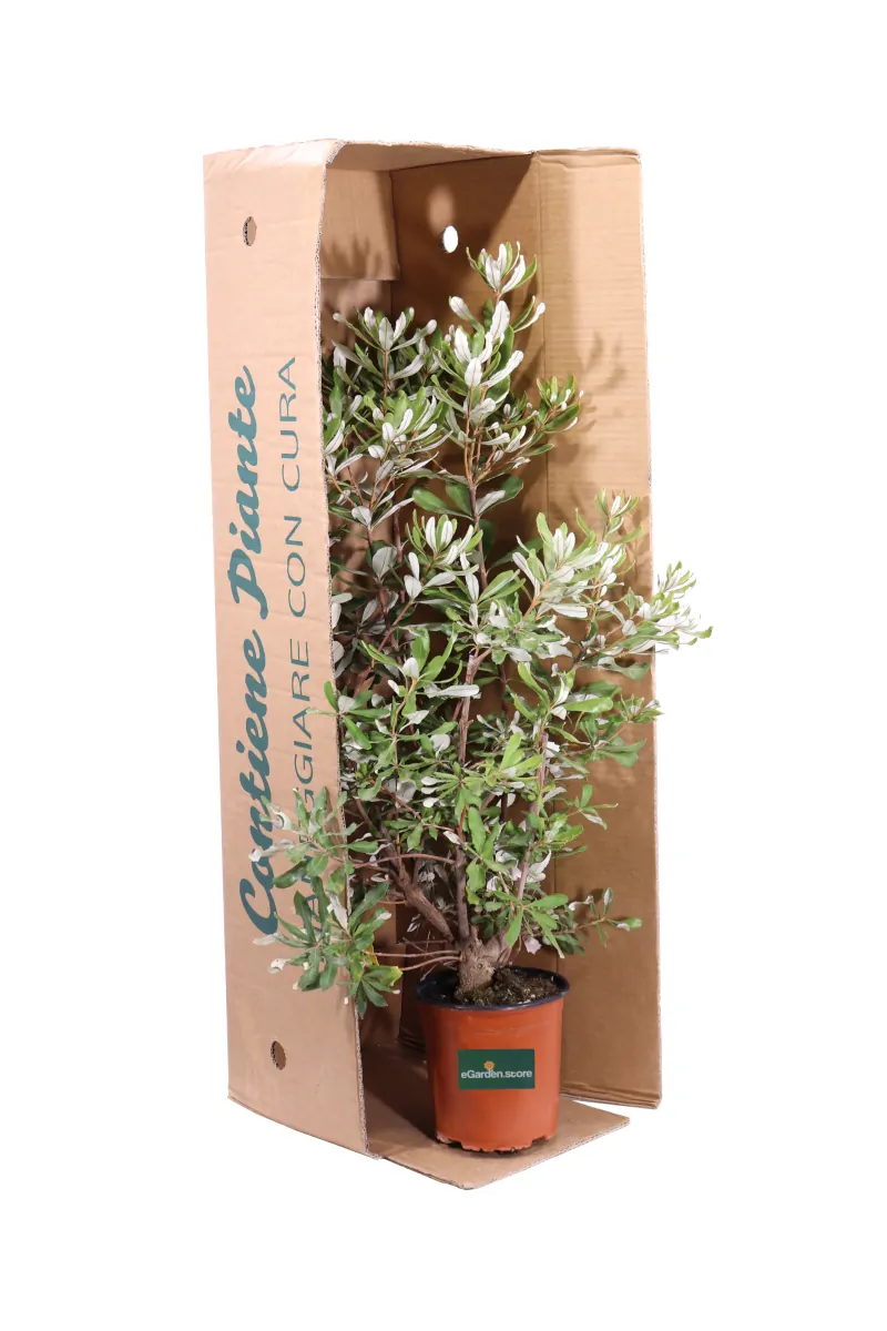 Banksia Integrifolia v16 egarden.store online