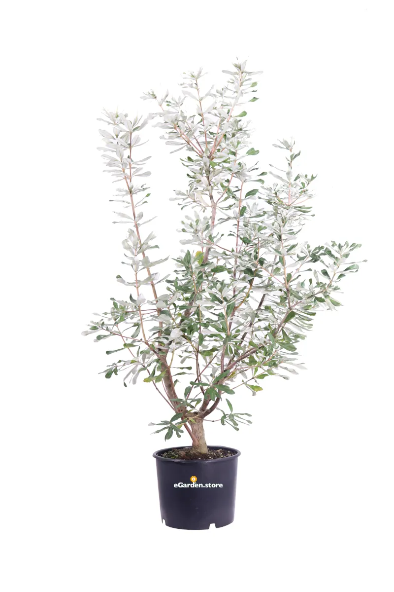 Banksia Integrifolia v24 egarden.store online