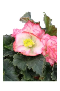 Begonia Tuberosa - Varie Colorazioni