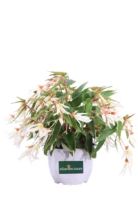 Begonia Waterfall Encanto White v18 egarden.store online