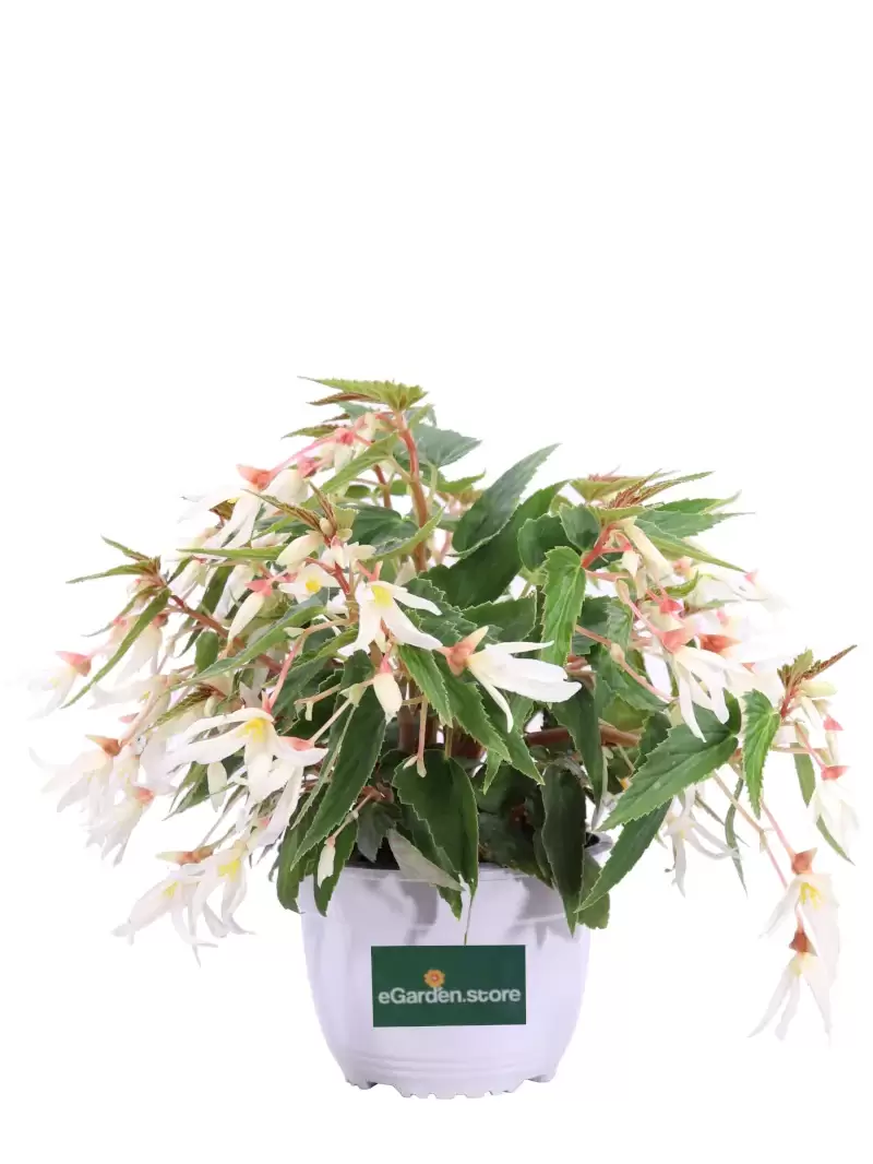 Begonia Waterfall Encanto White v18 egarden.store online