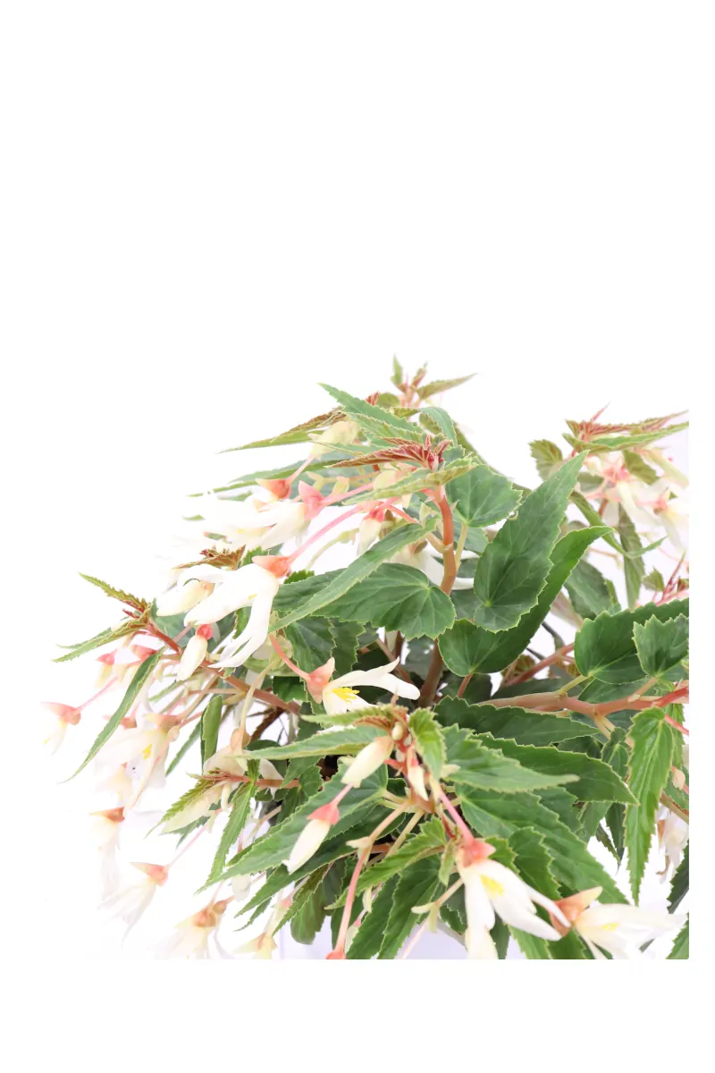 Begonia Waterfall Encanto White v18 egarden.store online