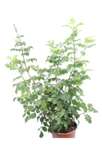 Bignonia Capensis v16 egarden.store online