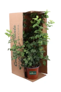 Bignonia Capensis - Tecoma Capensis