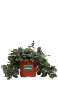 Bugola - Ajuga Reptans v15 egarden.store online