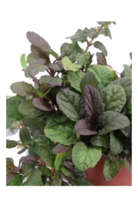 Bugola - Ajuga Reptans v15 egarden.store online