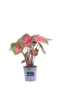 Caladio - Caladium Postman Joyner v12 egarden.store online