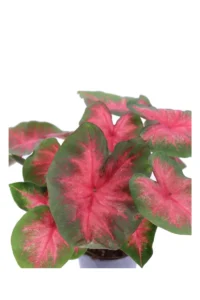 Caladio - Caladium Postman Joyner v12 egarden.store online