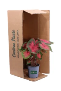 Caladio - Caladium Postman Joyner v12 egarden.store online