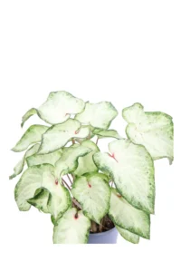 Caladio - Caladium White Buttefly v12 egarden.store online