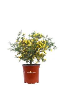 Calicotome Spinosa v17 egarden.store online