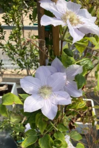 Clematide - Clematis Bianca v24 egarden.store online