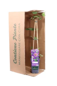 Clematide - Clematis Multi Blue v11 egarden.store online