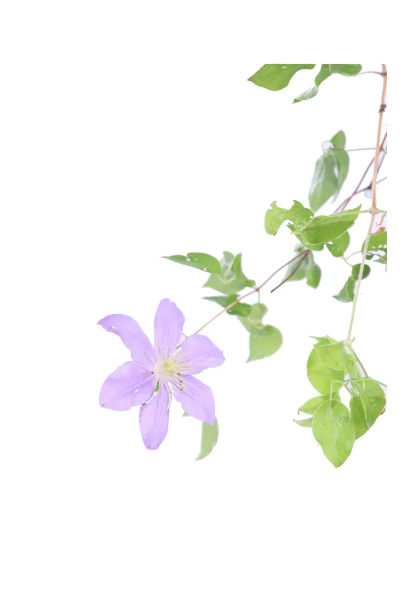 Clematide - Clematis Rosa