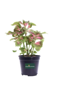 Coleus Blumei - Wizard Rose v14 egarden.store online