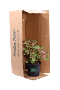 Coleus Blumei - Wizard Rose v14 egarden.store online