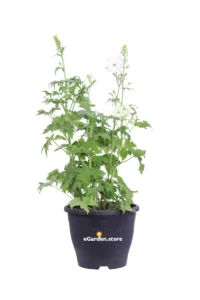Delphinium Magic Fountains Bianco v23 egarden.store online