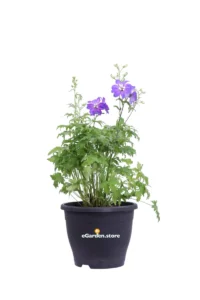 Delphinium Magic Fountains Blu v23 egarden.store online