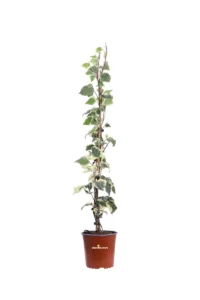 Edera - Hedera Gloire De Marengo v16 egarden.store online