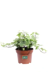 Edera - Hedera Helix Goldchild v13 egarden.store 1 Edera - Hedera Helix Goldchild v13 egarden.store online