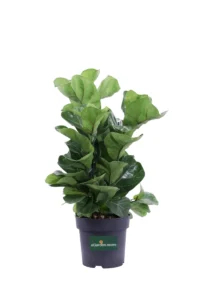 Ficus Lyrata v21 egarden.store online