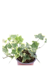 Hedera Helix Goldchild v9 egarden.store 2 Hedera Helix Goldchild v9 egarden.store online