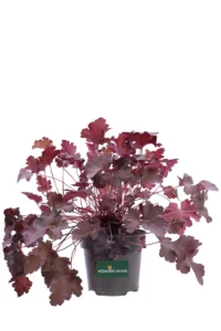 Heuchera Blackberry v12 egarden.store 1 Heuchera Blackberry v12 egarden.store online
