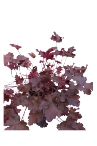 Heuchera Blackberry v12 egarden.store 2 Heuchera Blackberry v12 egarden.store online