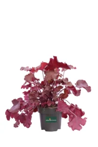 Heuchera Boysenberry v12 egarden.store online