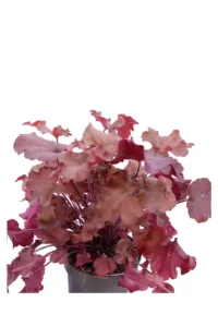 Heuchera Boysenberry v12 egarden.store online