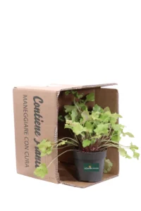 Heuchera Lime Marmalade v12 egarden.store online