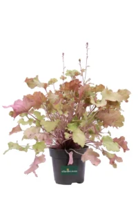 Heuchera Marmalade v12 egarden.store online