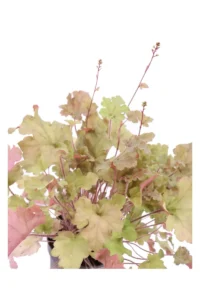 Heuchera Marmalade v12 egarden.store online