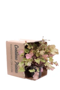 Heuchera Marmalade v12 egarden.store online
