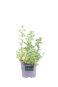 Incenso Limonato v14 egarden.store online