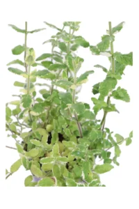 Incenso Limonato v14 egarden.store online