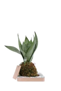 Kokedama Sansevieria Zeylanica egarden.store online