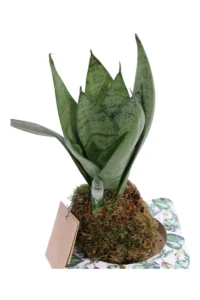 Kokedama Sansevieria Zeylanica