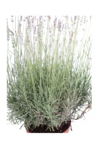 Lavanda - Lavandula Angustifolia Dwarf Blue v22 egarden.store online