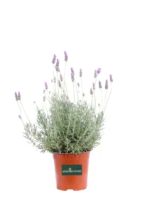 Lavanda - Lavandula Ginginsii v16 egarden.store online