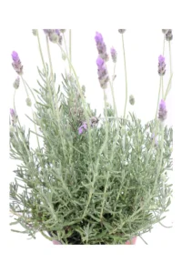 Lavanda - Lavandula Ginginsii v16 egarden.store online