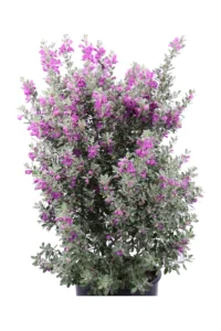 Leucophyllum Frutescens Green Cloud v24 egarden.store online