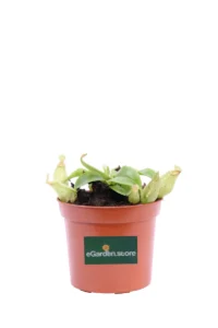 Nepenthes Hookeriana v8 egarden.store online