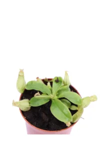 Nepenthes Hookeriana v8 egarden.store online